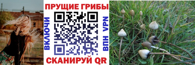 Галлюциногенные грибы прущие грибы  где купить наркотик  Губаха 